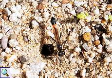 Sandwespe (Thread-waisted Wasp, Ammophila sp.)